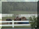 HORSES.jpg (121835 bytes)