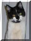 barneycat.jpg (61078 bytes)