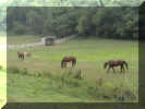 millcreekmares07~07.JPG (102432 bytes)