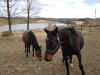 pjt horses 007.jpg (283759 bytes)
